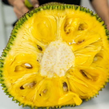 海南菠蘿蜜新鮮現(xiàn)摘現(xiàn)發(fā)貨源充足18-38斤