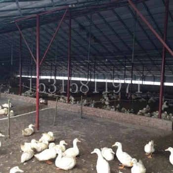 養殖大棚 畜牧溫室保溫棚 養殖大棚建造 大棚骨架