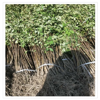 延安地區(qū)花椒苗價格 獅子頭花椒苗 泰安花椒苗根系好