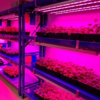 新款LED植物燈 多肉蔬菜 室內大型種植補光