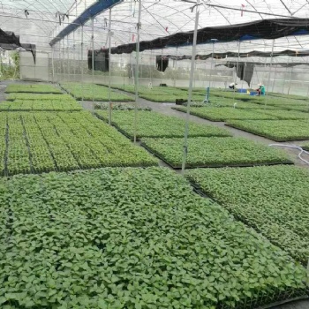 育苗大棚建造價/玻璃育苗大棚/花卉育苗大棚