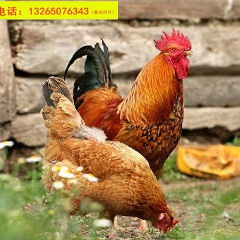 廣東清遠(yuǎn)麻雞 優(yōu)質(zhì)活體土雞 批發(fā)散賣種苗 公母肉雞苗包活包運(yùn)輸