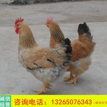 批發(fā)廣東麻黃雞苗 優(yōu)質(zhì)K901新廣 快大土雞 公母雞苗運(yùn)輸包活