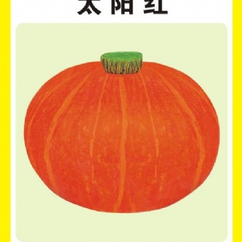 廣東金記紅板栗南瓜 太陽(yáng)紅南瓜種子