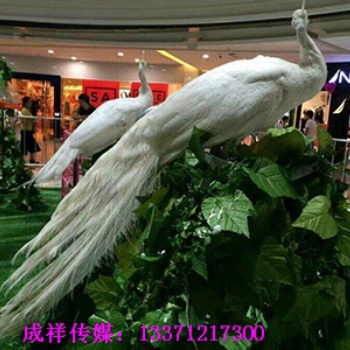 動物租賃萌寵展覽海洋動物表演馬戲團(tuán)商演