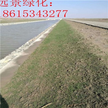 帶草籽的植物纖維毯 哪種抗沖生態毯效果比較好 抗沖毯的價格