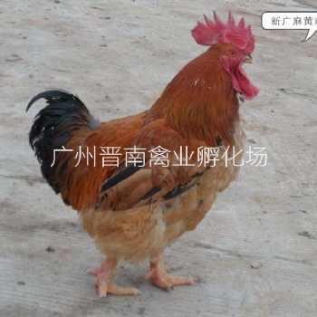 麻黃雞苗價(jià)格 新廣土雞 K9肉雞苗 882行情 現(xiàn)貨批發(fā) 成活率高