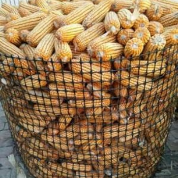 新型黑色塑料圈玉米網(wǎng)廠家 抗曬 抗雨淋