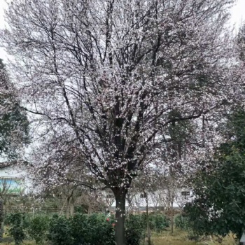 成都紅葉李基地直供紅葉李處