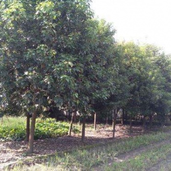 成都香樟樹基地成都香樟處理