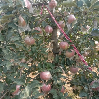 矮化，柱狀蘋果苗，煙富0，煙富3，煙富8，黑蘋果苗，紅肉蘋果苗