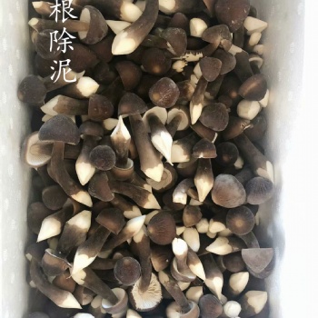 黑皮雞樅菌大量鮮貨干貨批發(fā)零售菌種栽培技術培訓