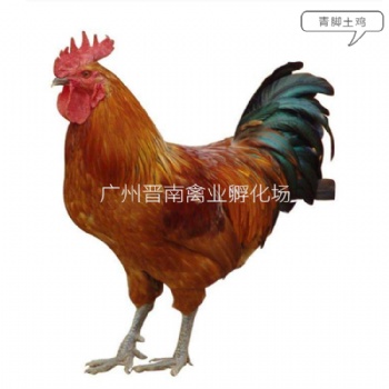 優(yōu)質(zhì)本地快大青腳土雞苗 今日**笨公雞苗價(jià)格展示圖片