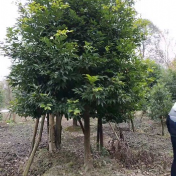 成都天竺桂大批量批發