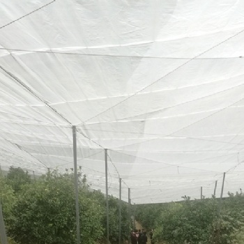 新料的結實的紗網全新料的果樹網批發大寬幅的紗網