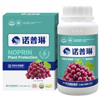 草龍珠大小均勻的種植用肥方法（諾普琳）
