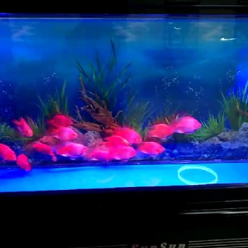 濟南高新區(qū)丁豪廣場清洗魚缸