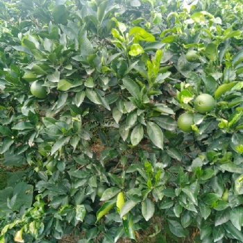 河北安平臍橙防蟲網(wǎng)定制大廠家韌性好抗老化40-60目