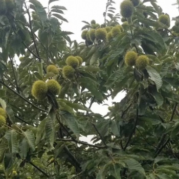 板栗苗，嫁接板栗苗，油板栗苗，大紅袍板栗苗，毛板栗苗