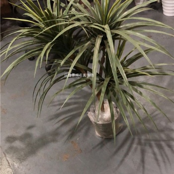 仿真龍血鐵綠植落地?cái)[設(shè) 仿真龍血鐵1.8米4桿