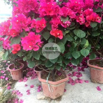 同安紅三角梅小盆苗高度60cm新價格農戶價格
