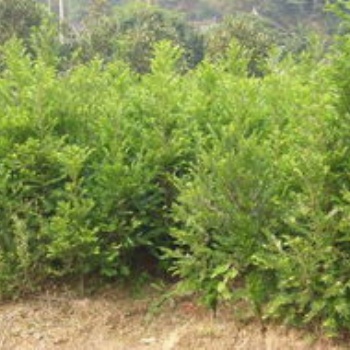 湖南瀏陽綠化苗木法紅豆杉價格四季紅苗圃基地紅豆杉批發價格