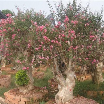 湖南瀏陽花木紫薇價格湖南瀏陽四季紅苗圃基地紫薇批發價格