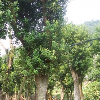 湖南瀏陽綠化苗木花木楊梅價格四季紅苗圃基地楊梅批發價格