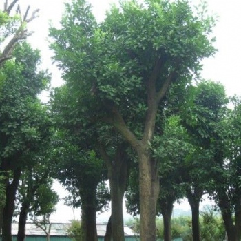 湖南瀏陽花木香泡價格四季紅苗圃基地香泡批發價格