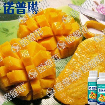 金煌芒落花落果**快的改善辦法