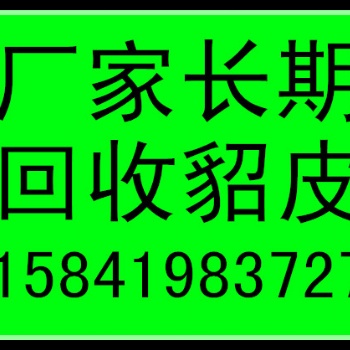哈爾濱收貂皮的哈爾濱回收貂皮的哈爾濱收購貂皮的
