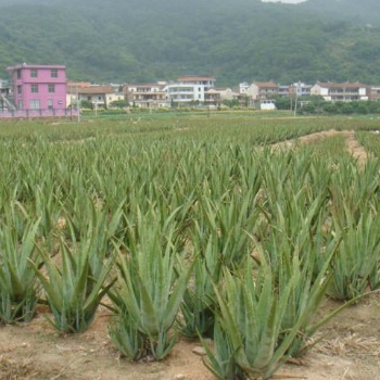供應美國庫拉索蘆薈種苗小棵綠植盆栽防輻射