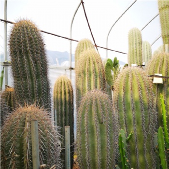 實生巨人柱仙人掌科 播種巨人柱高品種仙人柱 沙漠植物景觀展覽