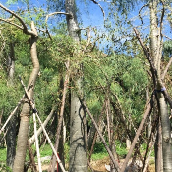 實生象腿樹大型沙漠植物 象腿木辣木科原產馬達加斯加 樹干粗大