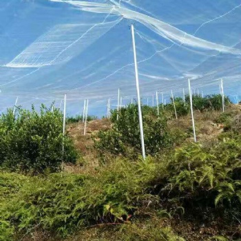 農(nóng)用防蟲網(wǎng)蔬菜大棚果木臍橙種植防害蟲提高結(jié)果率
