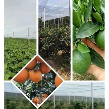 臍橙種植防蟲網罩防木虱加厚加密大款易拼接易清潔