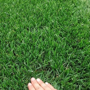 石家莊草皮出售|公園草坪|小區草皮