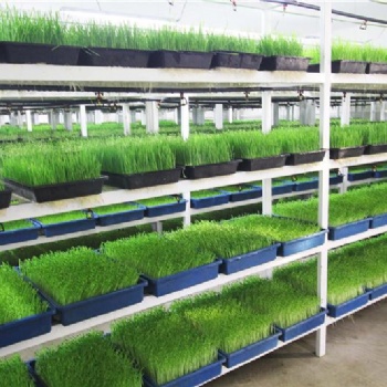 智能化工廠化生產的益康園芽苗菜