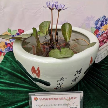 睡蓮種苗-盆栽睡蓮苗，盆栽睡蓮批發(fā)
