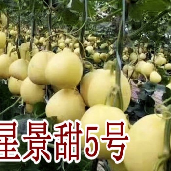 景甜5號甜瓜苗-口感好，產(chǎn)量佳，二茬瓜足足有一斤重！