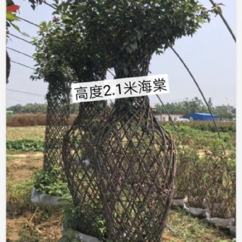 紫薇花瓶海棠花瓶綠植苗木造型編織適合公園景區綠化
