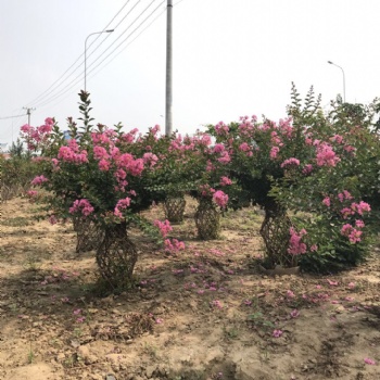 方城縣開遠(yuǎn)園藝桂花花瓶成品