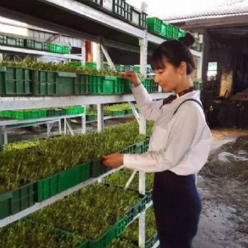 益康園富氧有機(jī)芽苗菜種植基地親授技術(shù)
