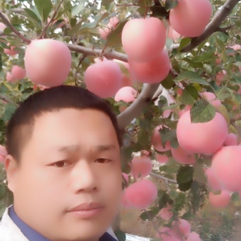 紅肉蘋果苗，魯麗蘋果苗，黃金維納斯蘋果苗，響富蘋果苗