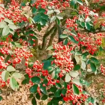 大紅袍花椒苗，花椒苗，批發花椒苗，花椒苗價格，臨沂花椒苗