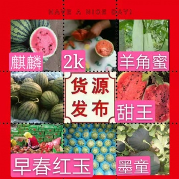 山東濰坊早春紅玉西瓜產(chǎn)地大量供應(yīng)