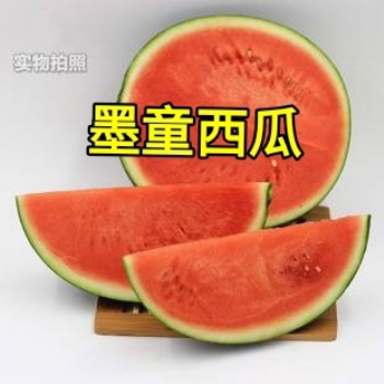 萬畝墨童無籽西瓜大棚種植產(chǎn)地供應(yīng)