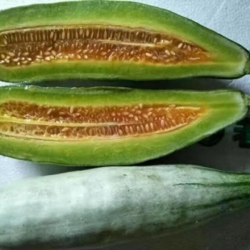 山東羊角蜜甜瓜產(chǎn)地大量供應(yīng)
