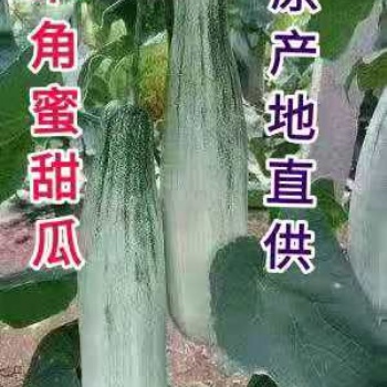 羊角蜜甜瓜產(chǎn)地直供電商超市