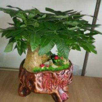 北京花卉租擺公司綠植租賃